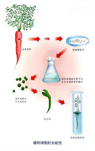 植物細胞全能性