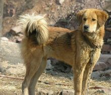 東北獵犬