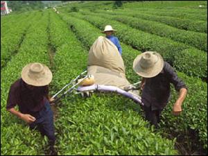 生態茶園基本採用人工採摘