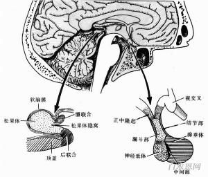 卵巢生殖細胞腫瘤