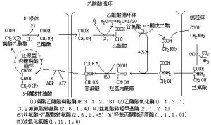 乙醛酸循環