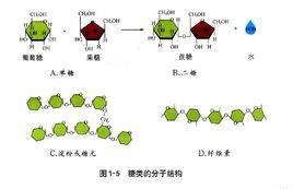 糖類