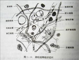 基本組織