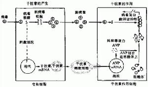 機體抗病毒免疫