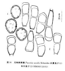 無柄柄鏽菌