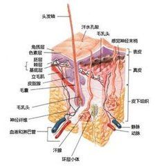 腋臭祛除術