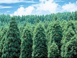 吉林省森林管理條例