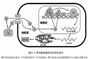 甲狀腺癌