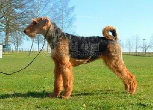 Airedale Terrier