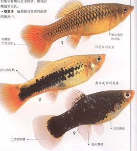 月光魚