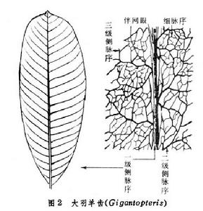 大羽羊齒