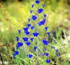 密距翠雀花