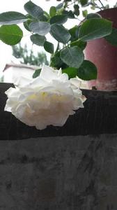 白滿天星 白滿天星