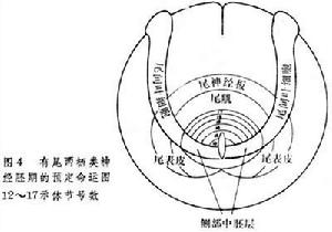 胚胎預定命運圖