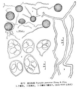 葛白粉菌