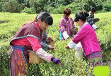 2018年4月茶農正在背崩鄉的茶園採茶