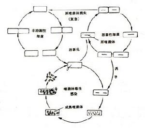 偶數噬菌體