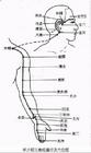 手少陽絡脈