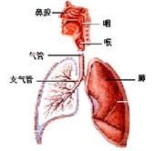 老年人急性呼吸窘迫綜合徵 