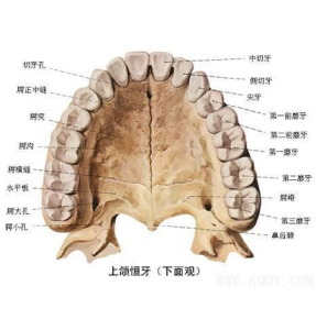 上頜