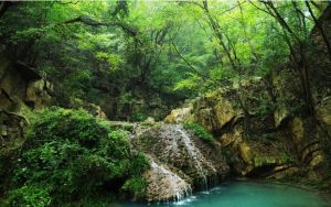 大口國家森林公園 