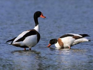 Common shelduck