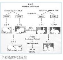 伊拉兔配套系育種路線圖