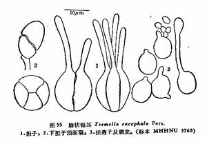 腦狀銀耳