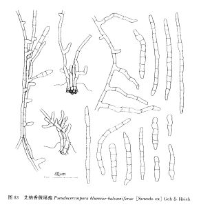 艾納香假尾孢