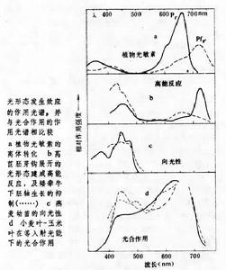 光形態發生