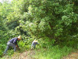 西邵村[寧夏永寧縣李俊鎮西邵村]