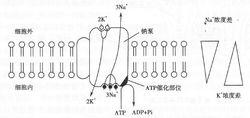 鈉泵主動轉運示意圖
