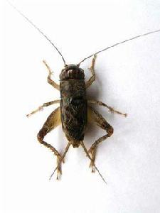 中華斗蟋 中華斗蟋