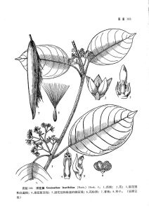須花藤（中國高等植物圖鑑）圖版101