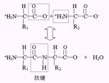 二肽