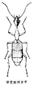 印度細頸步甲