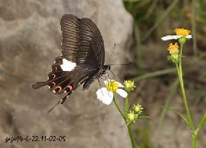 玉斑鳳蝶台灣亞種