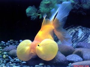 三燭光魚