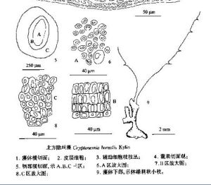 北方隱絲藻