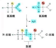 多肽鏈圖表