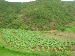 烤菸種植