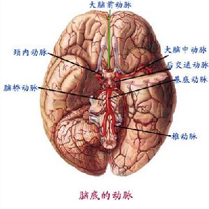 急性共同性斜視