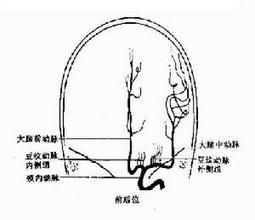 眼動脈痙攣