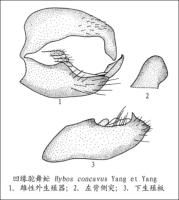 凹緣駝舞虻