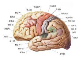 超強記憶綜合徵ultra-supermemorysyndrome