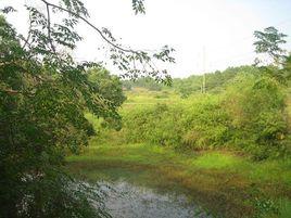 湖塘村[浙江寧波市北侖區新碶街道下轄村]