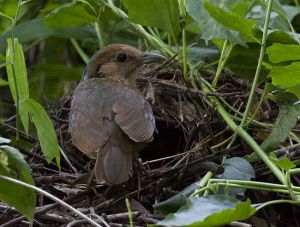 藍枕八色鶇