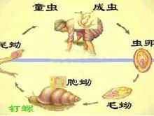 循環過程