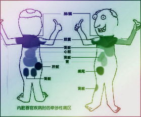 內臟器官對應疼痛圖