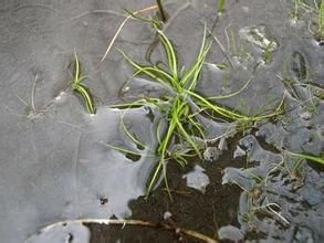 藏北苔草